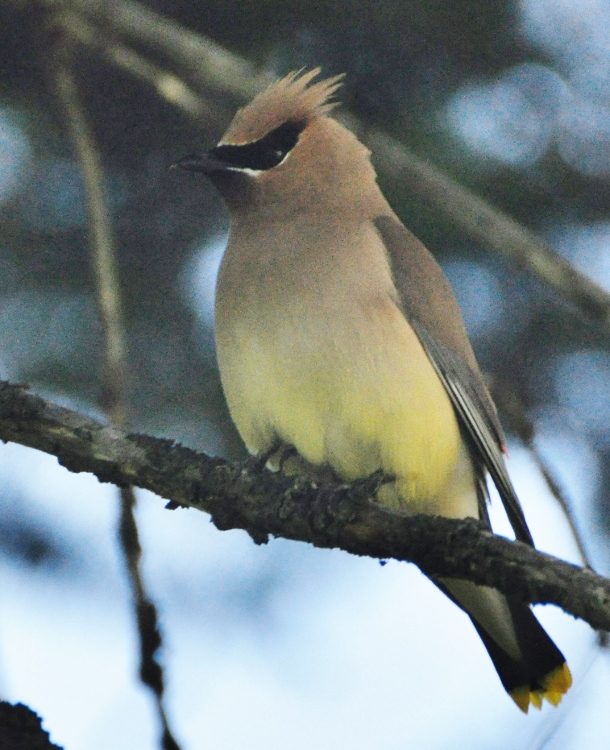 cedar waxwing